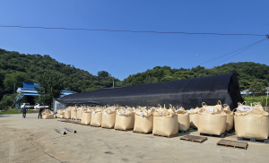 청양군, 국산 밀 정부비축 매입 실시