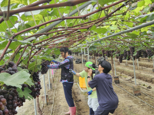 청양군, 첨단 웨어러블수트 보급으로 포도 수확 농가 든든한 지원